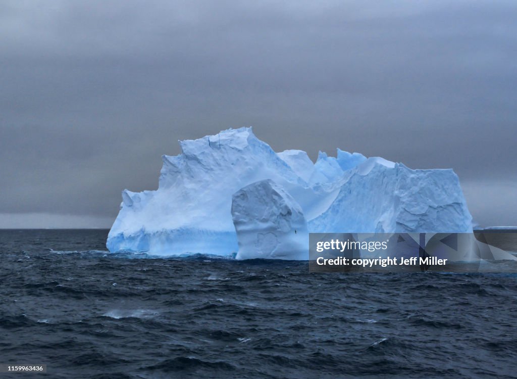 Sea bird flies in front of iceberg, near Davis Station, Southern Ocean, Antarctica