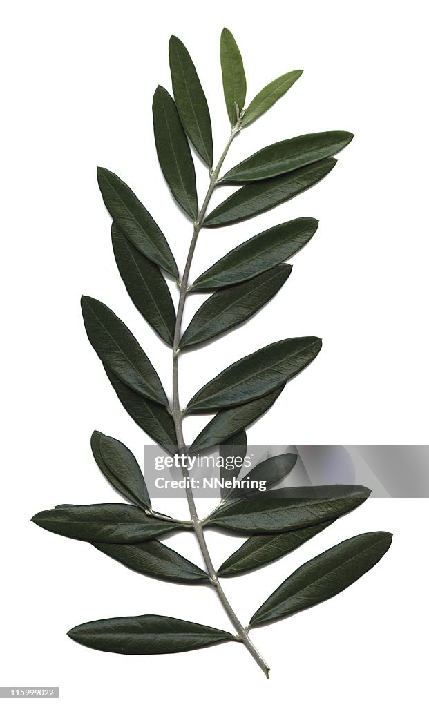 Olive branch, das Olea europaea