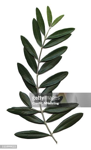 olive branch, olea europaea - isolated twig stockfoto's en -beelden
