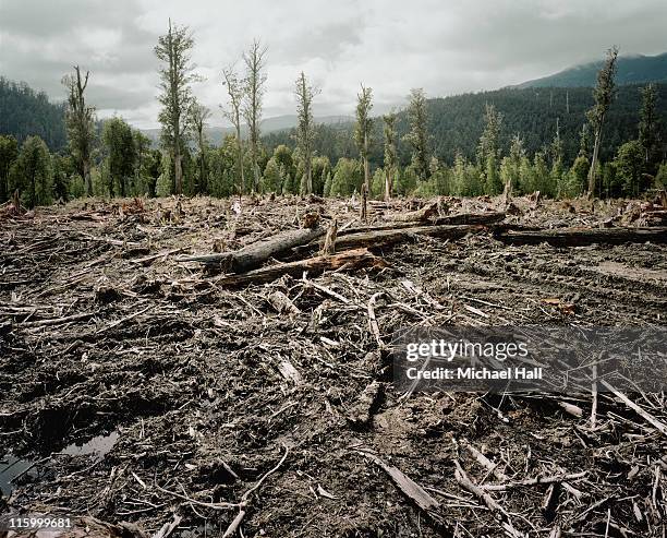 old growth deforestation tasmania - ontbossing stockfoto's en -beelden