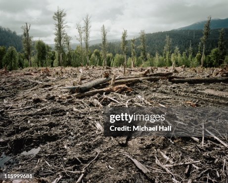 Old Growth Deforestation Tasmania