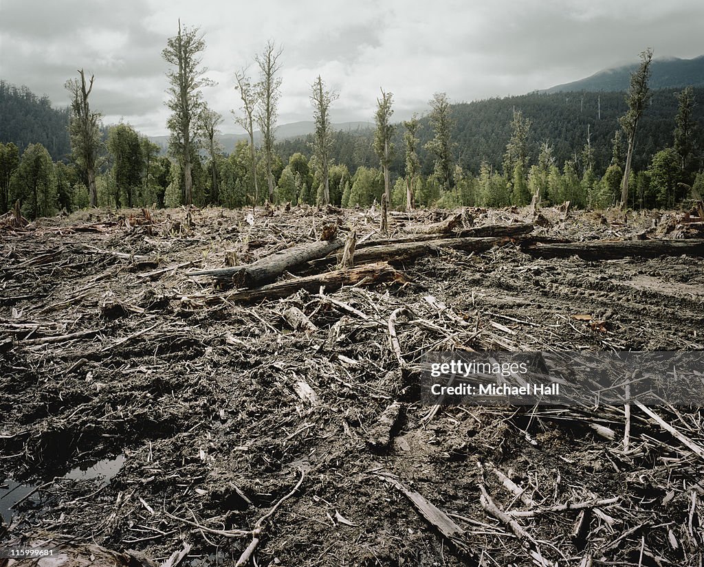 Old Growth Deforestation Tasmania