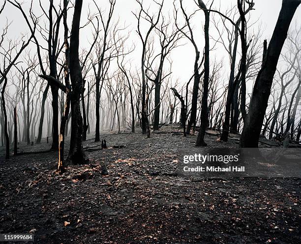 aftermath, black saturday bush fires - umweltkatastrophe stock-fotos und bilder