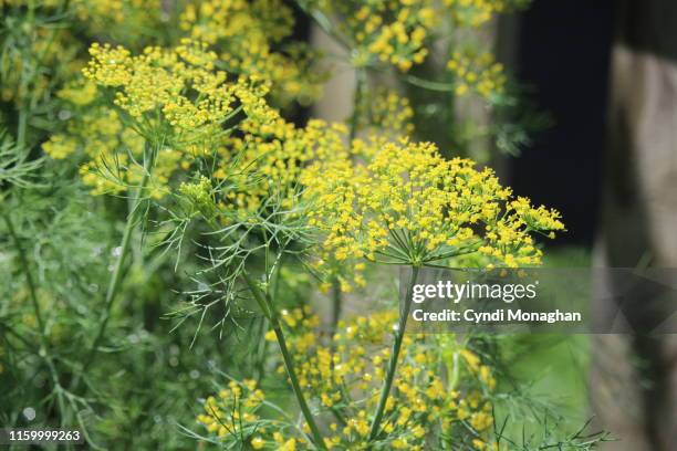 fresh dill - dill foto e immagini stock