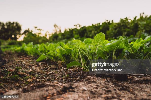 goodness comes from nature - agriculture farm stock pictures, royalty-free photos & images