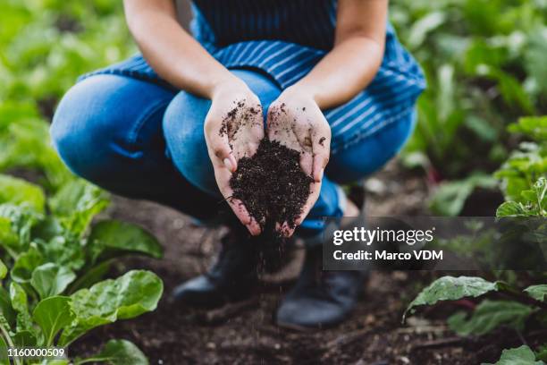 os solos fornecem plantas com minerais e nutrientes essenciais - green fingers - fotografias e filmes do acervo