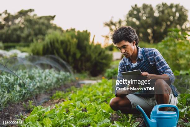 he uses his smart device all around the farm - garden ipad stock pictures, royalty-free photos & images