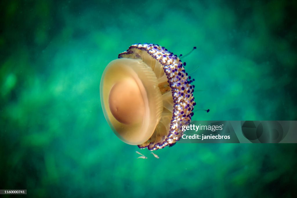 Gebratene Eierqualle