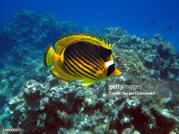 underwater red sea, chaetodon fasciatus, diagonal-lined butterflyfish - raccoon butterflyfish stock pictures, royalty-free photos & images
