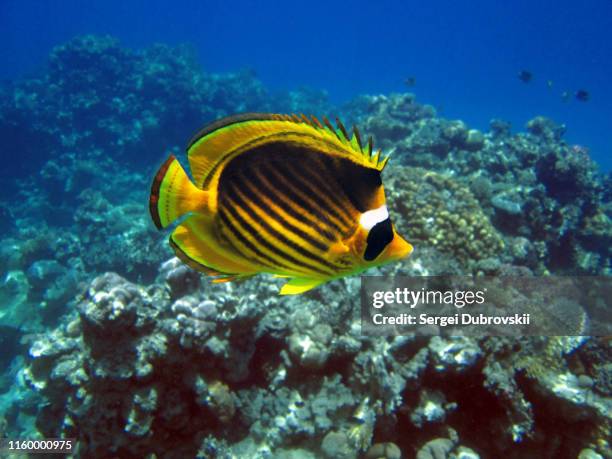 underwater red sea, chaetodon fasciatus, diagonal-lined butterflyfish - raccoon butterflyfish stock pictures, royalty-free photos & images