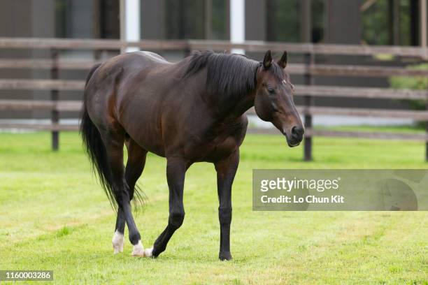 Deep Impact at Shadai Stallion Station in Hokkaido, Japan on August 21, 2018. Deep Impact was awarded Horse of the Year and Best Three-Year-Old Colt...