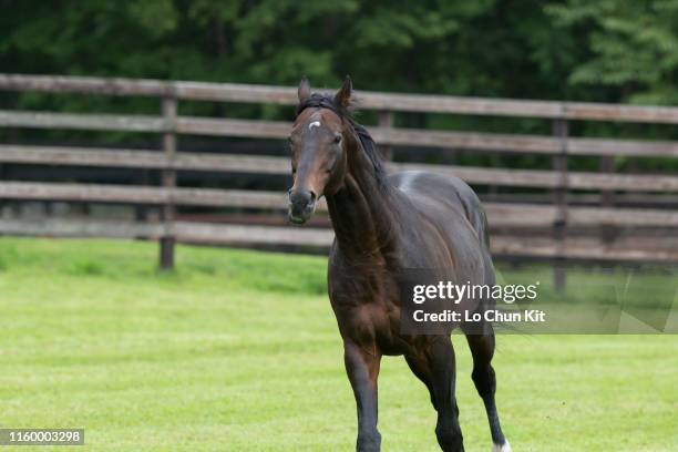 Deep Impact at Shadai Stallion Station in Hokkaido, Japan on August 21, 2018. Deep Impact was awarded Horse of the Year and Best Three-Year-Old Colt...