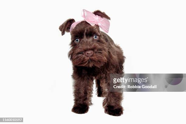 female brown miniature schnauzer wearing a pink bow looking at the camera on a white background - dog knots stock pictures, royalty-free photos & images