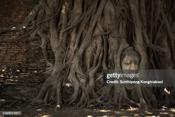 buddha head in tree roots at wat mahathat temple, ayutthaya, thailand, asia. wat mahathat, the old temple in ayutthaya historical park, thailand, - buddhismus stock-fotos und bilder