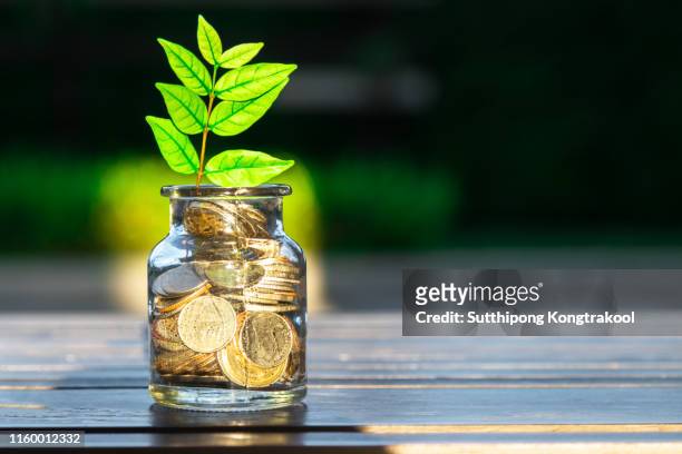 plant growing in savings coins - investment and interest concept. trees growing on coins. - money law stock pictures, royalty-free photos & images