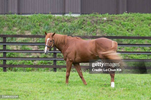 Orfevre at Shadai Stallion Station in Hokkaido, Japan on August 21, 2018. Orfevre was awarded Horse of the Year and Best Three-Year-Old Colt in Japan...