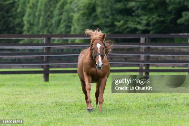 Orfevre at Shadai Stallion Station in Hokkaido, Japan on August 21, 2018. Orfevre was awarded Horse of the Year and Best Three-Year-Old Colt in Japan...