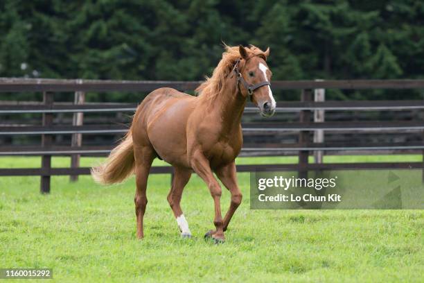 Orfevre at Shadai Stallion Station in Hokkaido, Japan on August 21, 2018. Orfevre was awarded Horse of the Year and Best Three-Year-Old Colt in Japan...