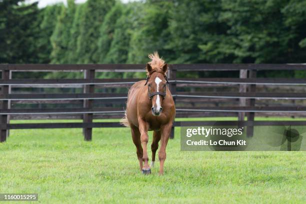 Orfevre at Shadai Stallion Station in Hokkaido, Japan on August 21, 2018. Orfevre was awarded Horse of the Year and Best Three-Year-Old Colt in Japan...