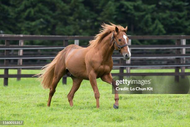 Orfevre at Shadai Stallion Station in Hokkaido, Japan on August 21, 2018. Orfevre was awarded Horse of the Year and Best Three-Year-Old Colt in Japan...