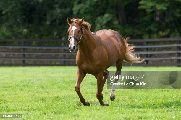 Orfevre at Shadai Stallion Station in Hokkaido, Japan on August 21, 2018. Orfevre was awarded Horse of the Year and Best Three-Year-Old Colt in Japan...