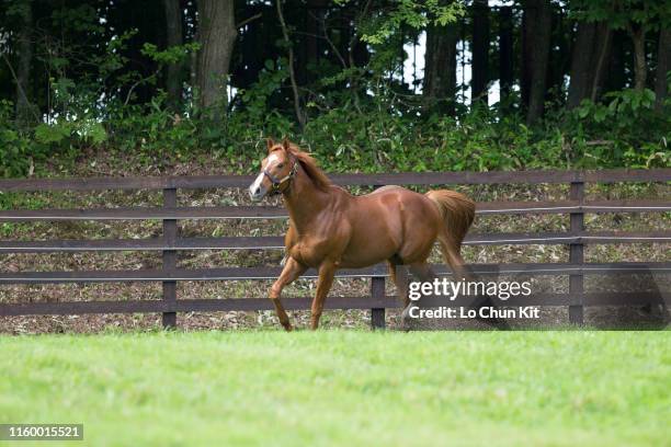 Orfevre at Shadai Stallion Station in Hokkaido, Japan on August 21, 2018. Orfevre was awarded Horse of the Year and Best Three-Year-Old Colt in Japan...