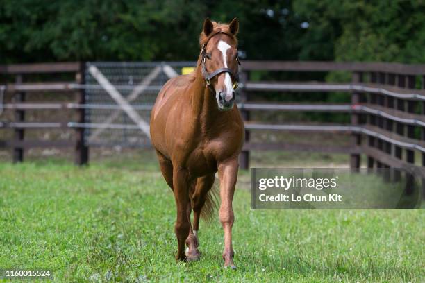 Orfevre at Shadai Stallion Station in Hokkaido, Japan on August 21, 2018. Orfevre was awarded Horse of the Year and Best Three-Year-Old Colt in Japan...