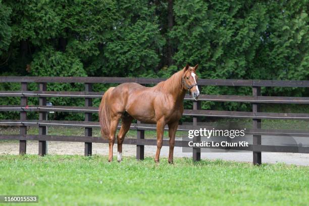 Orfevre at Shadai Stallion Station in Hokkaido, Japan on August 21, 2018. Orfevre was awarded Horse of the Year and Best Three-Year-Old Colt in Japan...