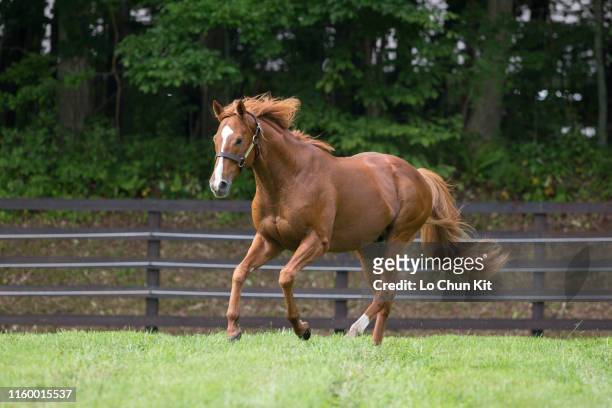 Orfevre at Shadai Stallion Station in Hokkaido, Japan on August 21, 2018. Orfevre was awarded Horse of the Year and Best Three-Year-Old Colt in Japan...