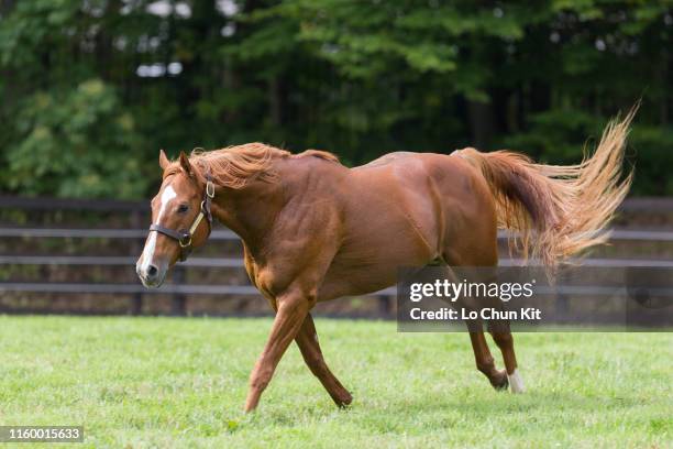 Orfevre at Shadai Stallion Station in Hokkaido, Japan on August 21, 2018. Orfevre was awarded Horse of the Year and Best Three-Year-Old Colt in Japan...