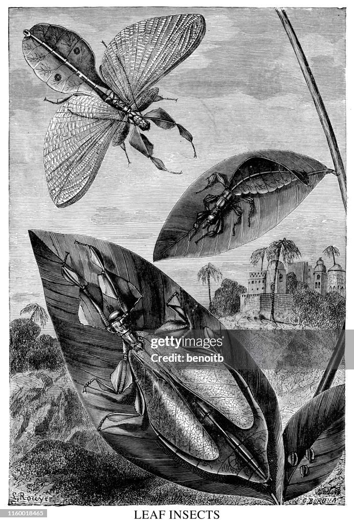 Leaf insects