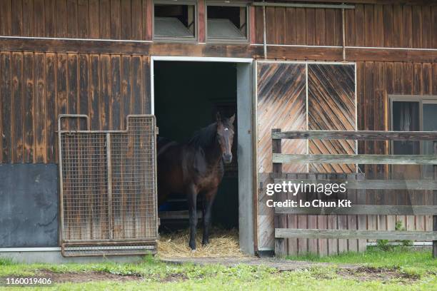 Deep Impact at Shadai Stallion Station in Hokkaido, Japan on August 21, 2018. Deep Impact was awarded Horse of the Year and Best Three-Year-Old Colt...