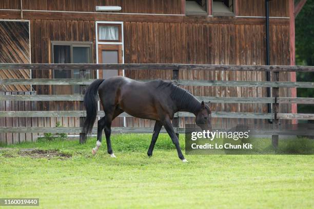 Deep Impact at Shadai Stallion Station in Hokkaido, Japan on August 21, 2018. Deep Impact was awarded Horse of the Year and Best Three-Year-Old Colt...