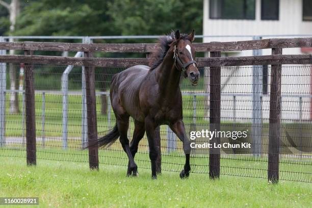 Kitasan Black at Shadai Stallion Station in Hokkaido, Japan on August 21, 2018. Kitasan Black was awarded Horse of the Year in Japan and Best Older...