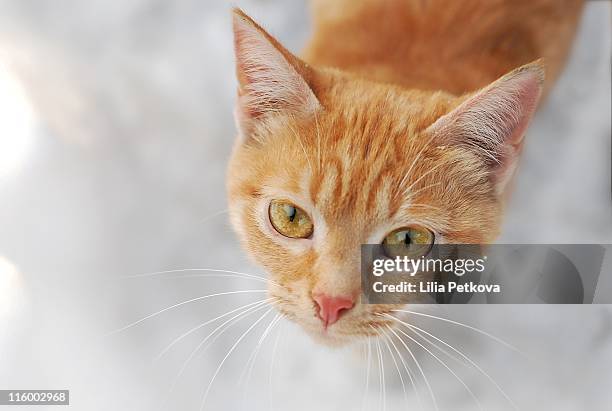 cat in orange color - orange cat stockfoto's en -beelden