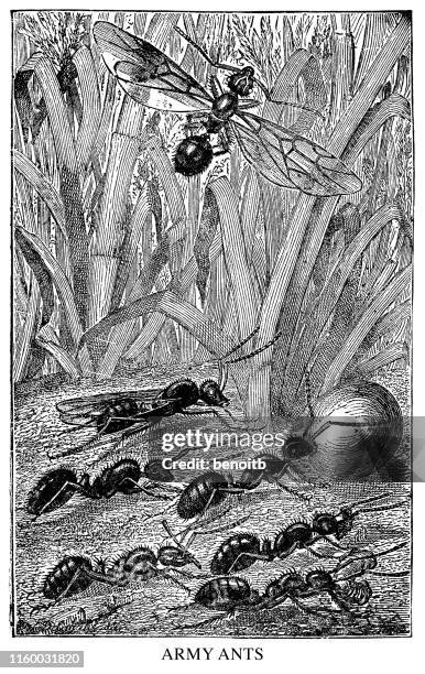army ants - ant stock illustrations