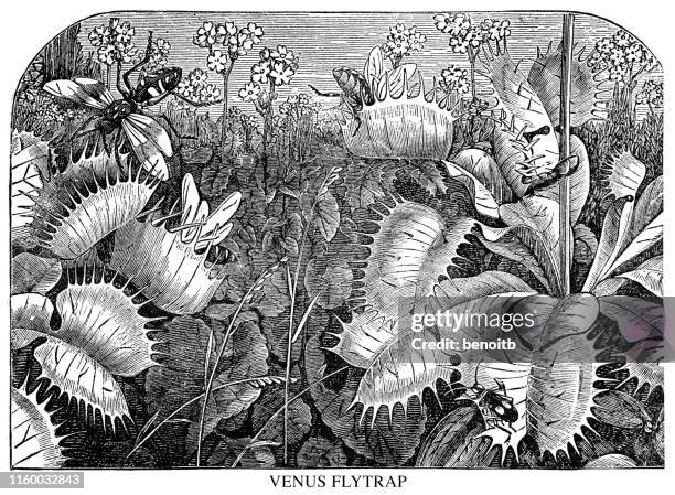 venus flytrap - carnivorous plant stock illustrations