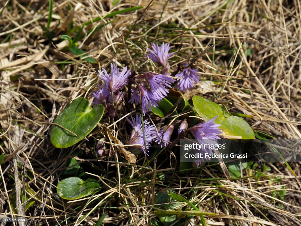 Alpine Snowbell or Blue Moonwort (Soldanella alpina) at Gotthard Pass