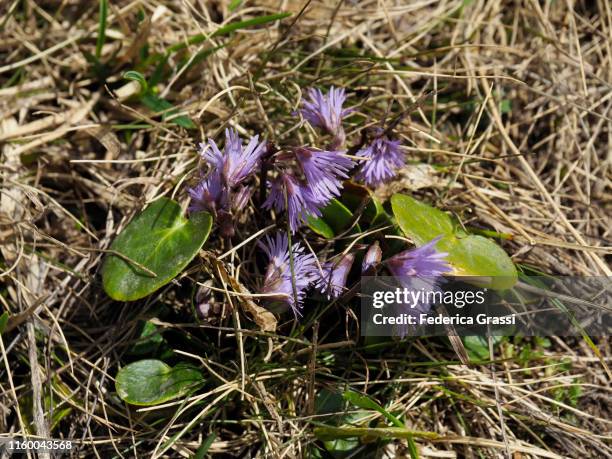 Alpine Snowbell Or Blue Moonwort At Gotthard Pass High-Res Stock Photo