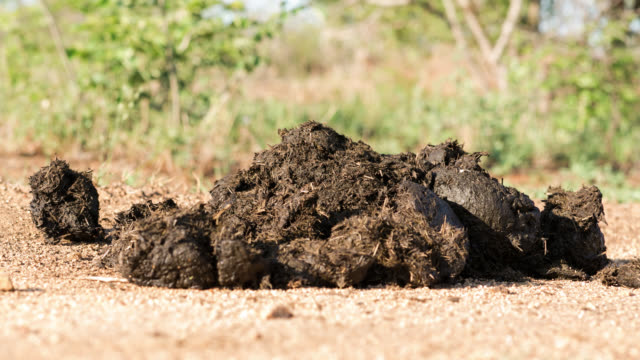 1,767 Animal Dung Videos and HD Footage - Getty Images