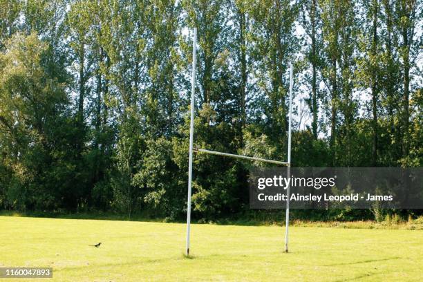 rugby in the afternoon - magpie shrike stock pictures, royalty-free photos & images