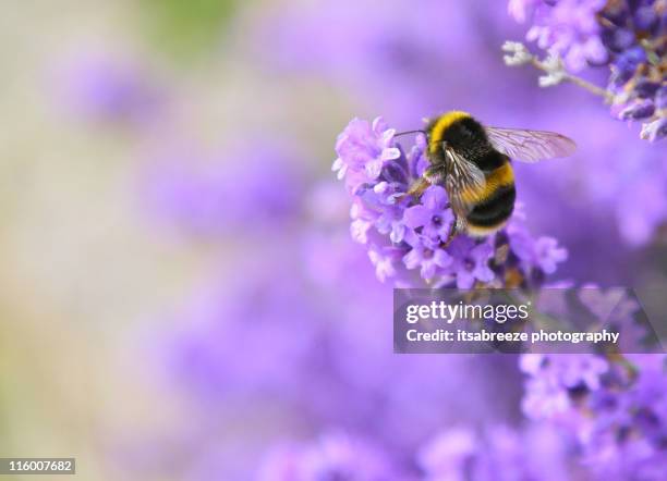 bee pollinating lavender - apidae stock pictures, royalty-free photos & images