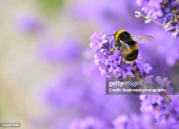 bee pollinating lavender - polinização imagens e fotografias de stock