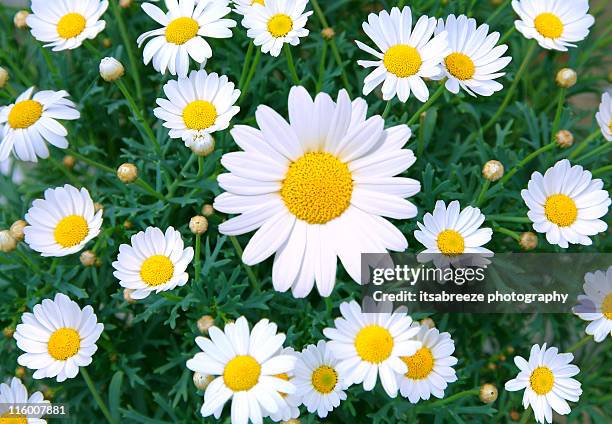 daisies - margherita foto e immagini stock