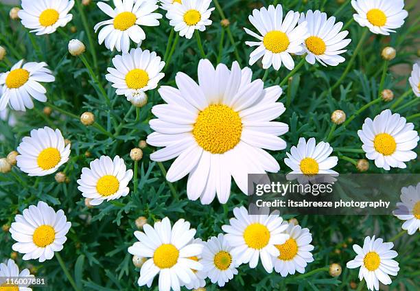 daisies - daisy stock pictures, royalty-free photos & images
