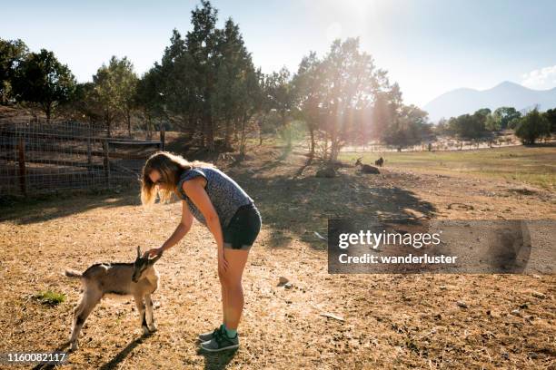 teenager petting a goat - agritourism stock pictures, royalty-free photos & images