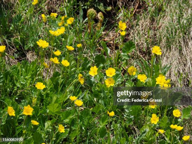 alpine avens (geum montanum) flowering at gotthard pass - hahnenfuß stock-fotos und bilder