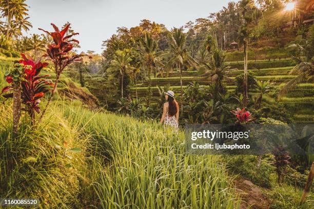 meditation with a view - ubud stock pictures, royalty-free photos & images
