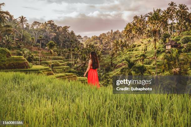 taking it all in - tegallalang stock pictures, royalty-free photos & images