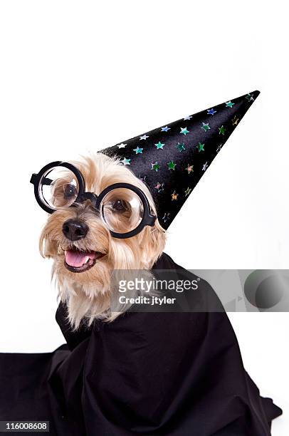 wizard - halloween dog stock pictures, royalty-free photos & images